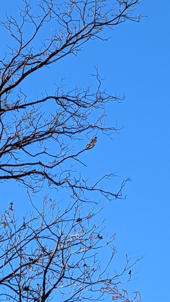 A male American Kestrel sits on the very tip of a leafless pecan tree branch. From this front view, you can mostly just see its white chest and blue head. It looks down at the ground, searching for prey.