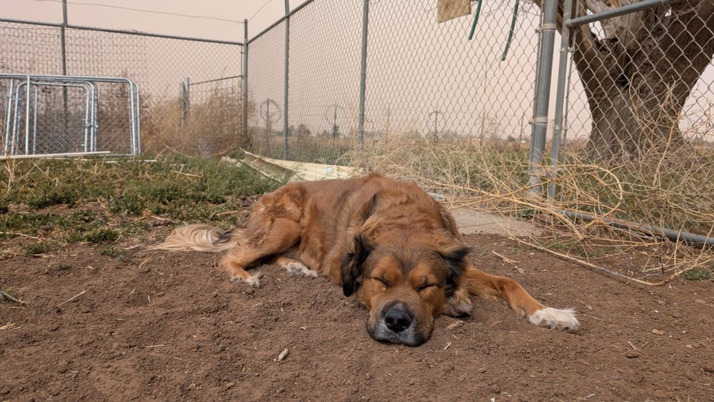 Hank, a reddish-brownish bully mix, lays down on a patch of dirt. Behind him, the sky is dark and red from the presence of dust in the air again. It's not as severe as last week's dust storm, but it's still yet another dust storm less than a week after the big one.