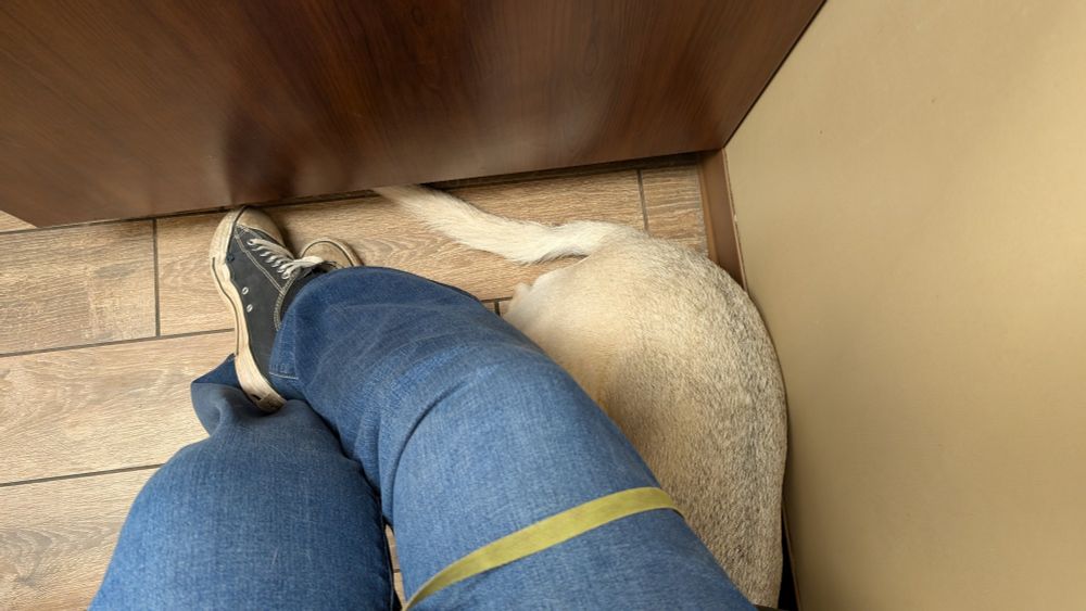 Beneath two crossed legs is the rear half of Penny, a white German Shepherd mix, whose front half is underneath the photo-taker's chair.