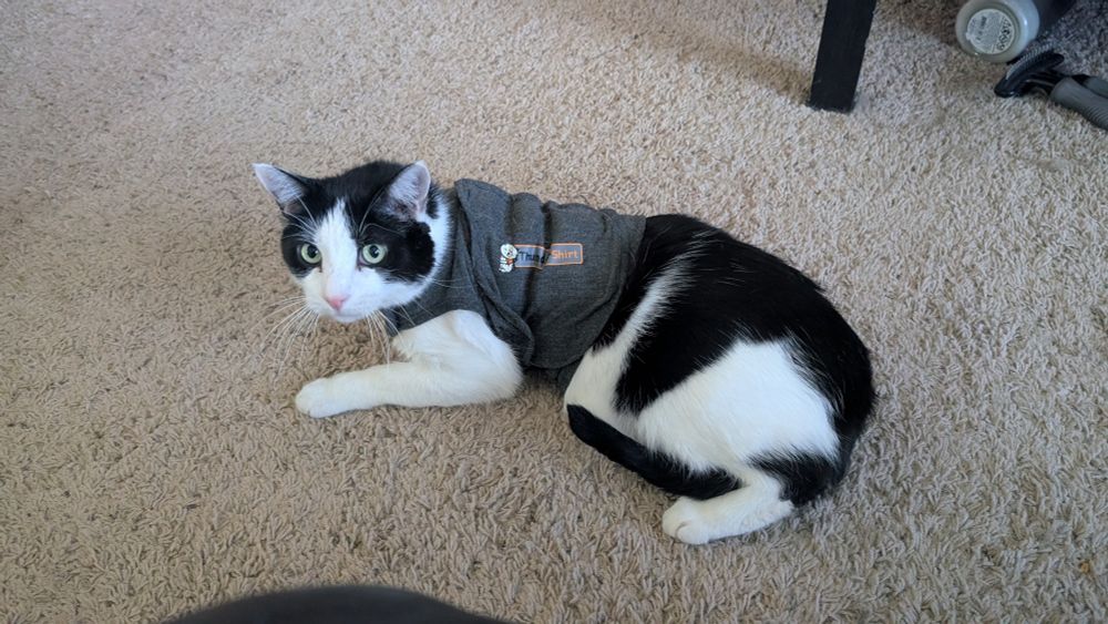 Jack Smellington, a black and white (cow) cat, is wearing a gray thunder vest that is probably a size or two too small. He is laying on the ground with his tail tucked between his legs, looking towards the person taking the pictures with an expression that looks dejected and betrayed. 
