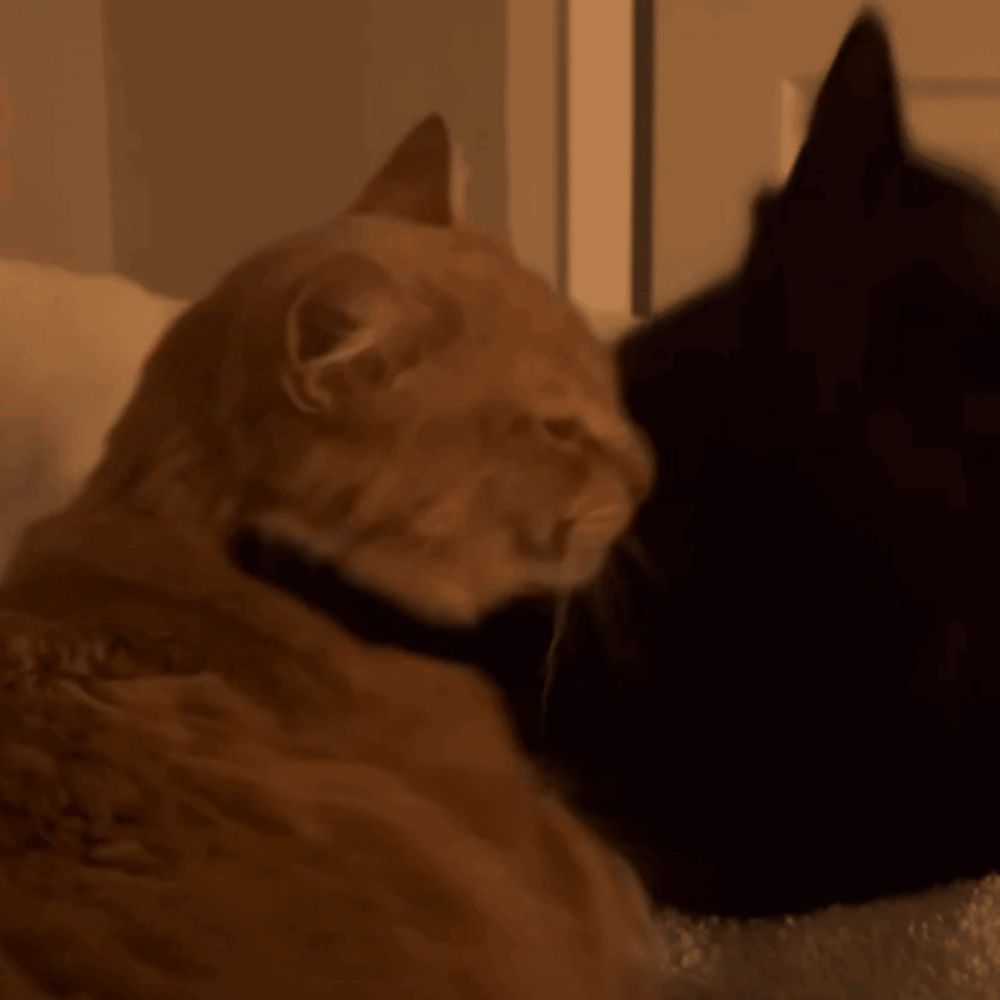 two cats are laying next to each other and one is orange and the other is black