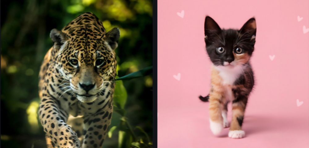 On the left, a jaguar with lush green leaves in the background. On the right, a kitten with a pink wall and hearts in the background