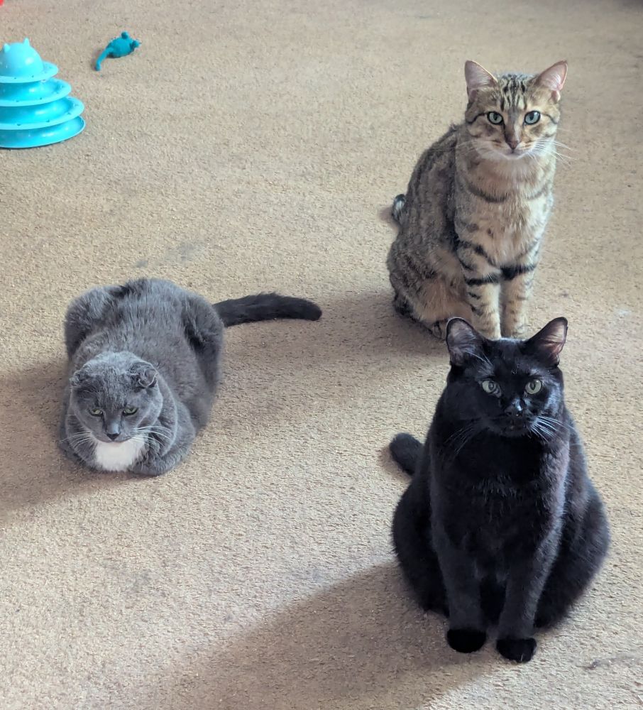Chloe, grey and (mostly) innocent; Bennie, a muscular brown tabby with an empty head; and Shuri, a fluffy black cat who embodies chaos.