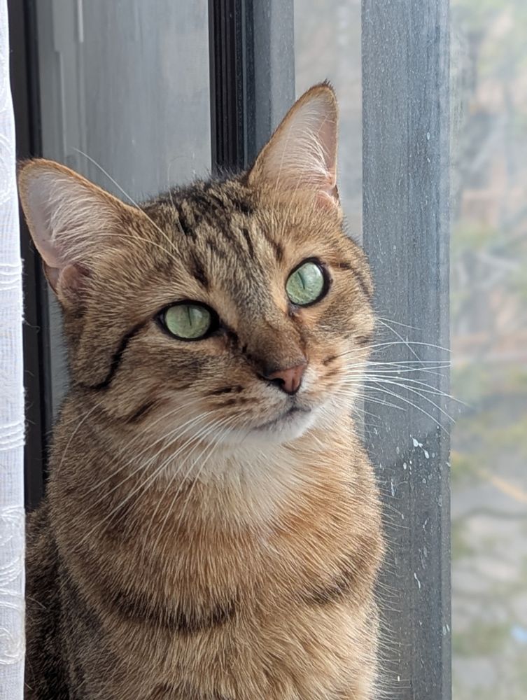 A large orangey-brown tabby sits in a window, his head tilted slightly to one side, and his peridot eyes focused on something it the distance. The pose and the lighting make him look much more contemplative than he is.