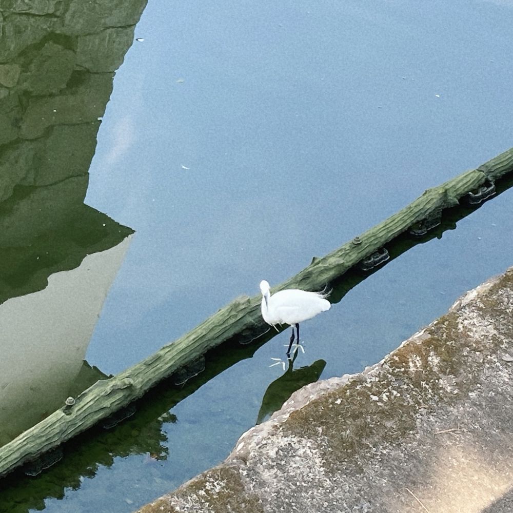 コサギ:白い鳥　足は黄色