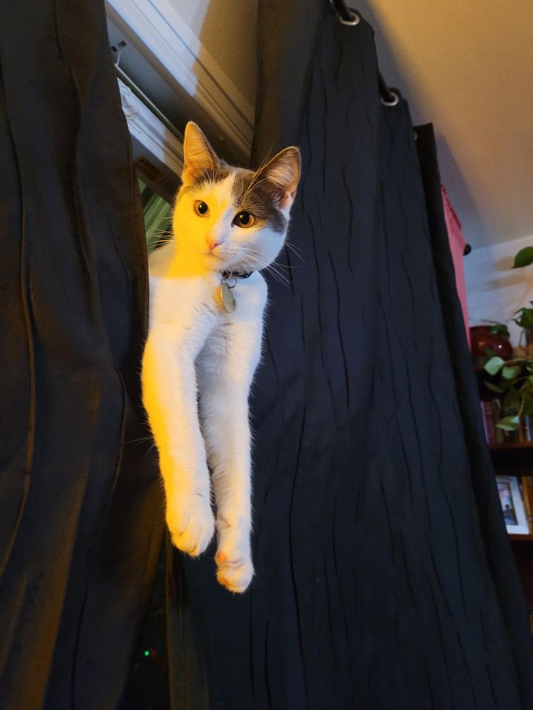A white cat with gray ears leans out between black curtains with her two front paws dangling (she is sitting on a window hammock that you cannot see in this photo)