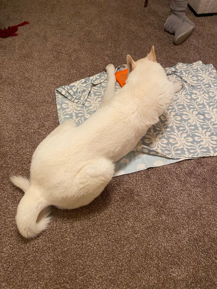A large white German shepherd dog seen from above- he’s laying down and his tail forms a jaunty curl while he attends to a bright orange silicone mat covered in peanut butter 