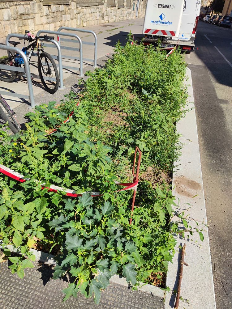 Unkraut statt Baum.