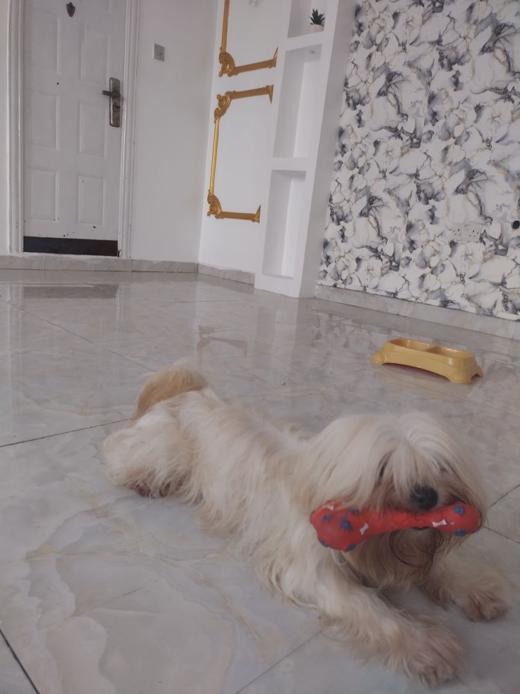 My dog Rain playing with a squeaky bone.