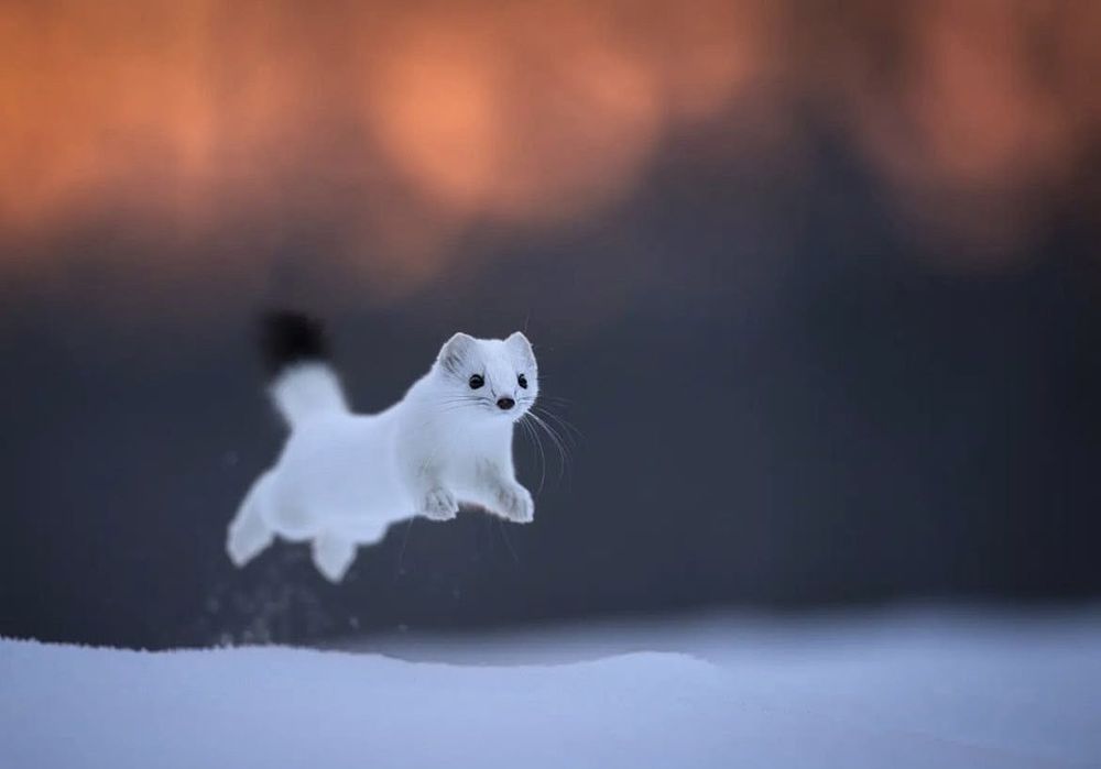 A little white weasel jumps around in the snow. He is on a little weasel mission. Godspeed you little weasel 