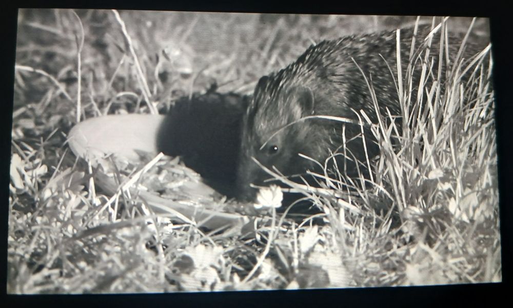 Hedgehog eating from a bowl