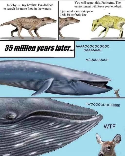Meme/cartoon:

Two slides at the top with images of two primitive land mammals in each:
- "Indohyus, my brother. I've decided to search for more food in the waters."
-"You will regret this, Pakicetus. The environment will force you to adapt."
- "I will just need some shrimps lol. I'll be fine."


Two slides covering the middle and the top of the image with a bluewhale and a dear:
"35 million years later" 

- "AAAOOOUUUAAAAAH. MRUUUUUUUH. BWOOOOOOOOOOEEE." 
- "WTF" 
