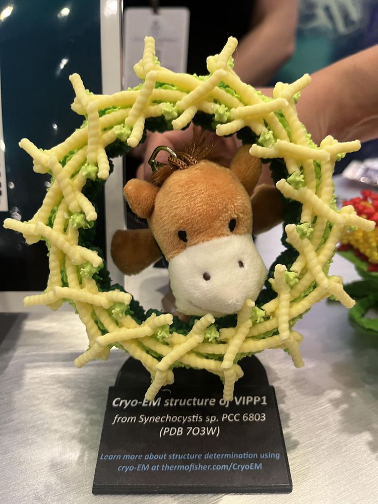 Cal the stampede horse inside a 3D printed model of the VIPP1 thylakoid membrane structural protein assembly