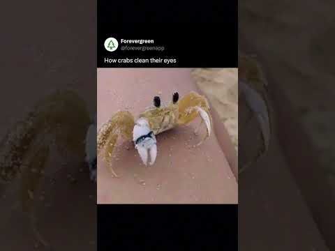 Crabs Clean their Eyes in a CRAZY way! #evolution