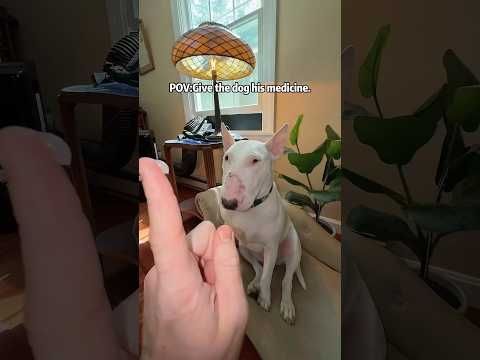 Drugs for dogs 😂🤣🐶#dog #fyp #foryou #dogsoftiktok #funnyvideos #pet #tiktok #funnydog