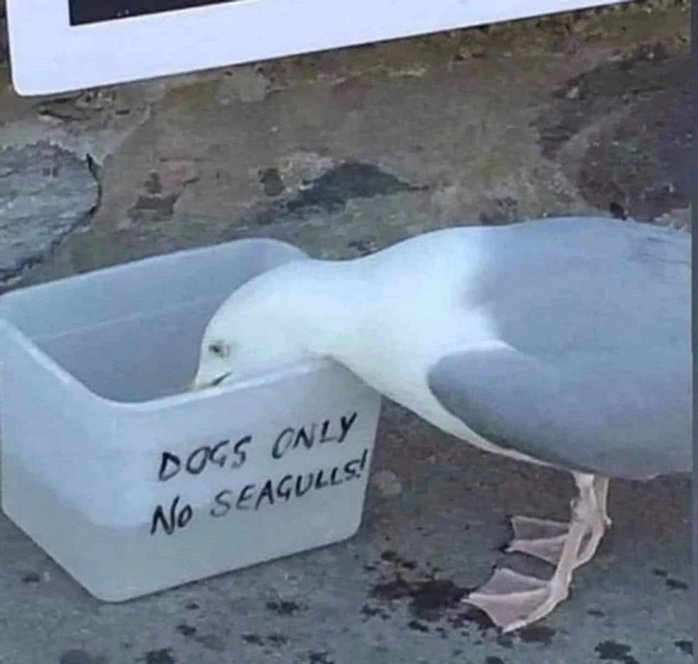 Seagull drinking from a bowl, 'dogs only, no seagulls' written on it