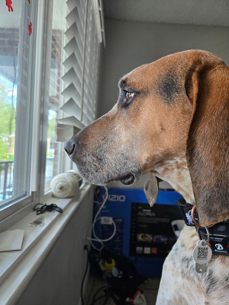 A German Short-Haired Pointer and Hound mixed-breed dog named Sam stares out an apartment window.