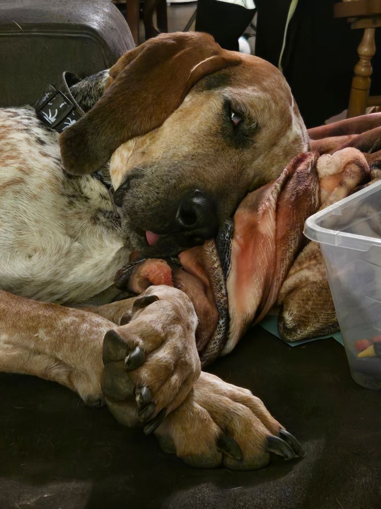 A picture showing a German Short-haired Pointer dog asleep, with his front paws crossed and the very tip of his tongue poking out of his mouth.
