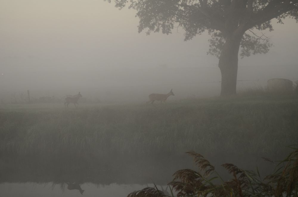 Deze komt uit de map September. Ik wachtte op de zonsopkomst. Het is nog grijs en mistig. Rechts van mij hoor ik wat. Je ziet wat ik zag: een reegeit met haar kalf. Het kalf is gespiegeld in het water van de beek. Rechts van de reeën staat een boom. Op de voorgrond een paar rietpluimen. Ze zagen en/of roken mij niet, waardoor ze een eind verderop de beek overzwommen. Magisch moment. 