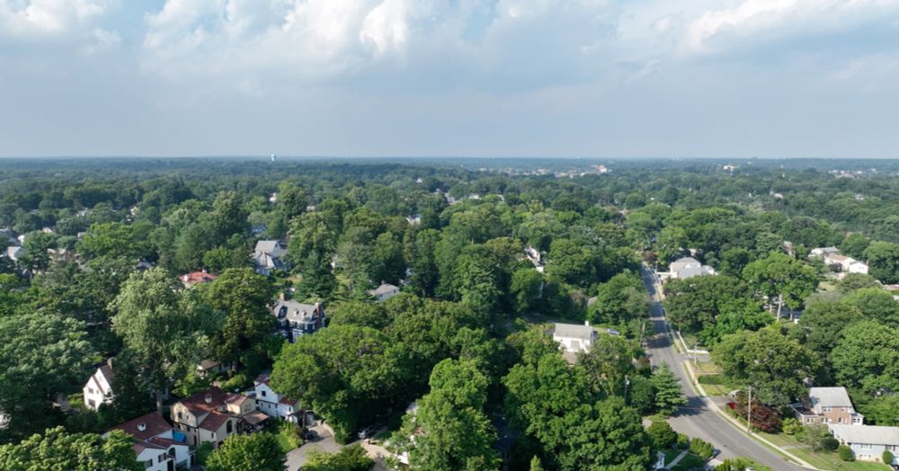 ‘My Property, My Trees’: New Tree-Cutting Law Divides N.Y. Town