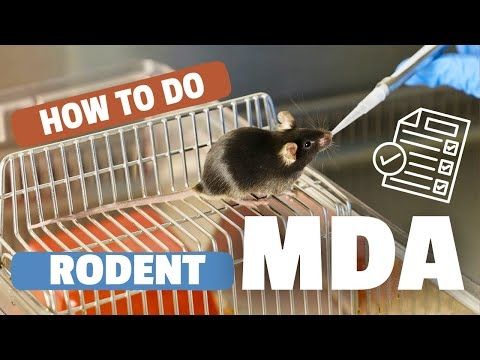 Rodent MDA Introductory Video