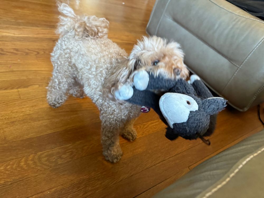 A blonde maltipoo puppy carrying a black sheep chew toy.