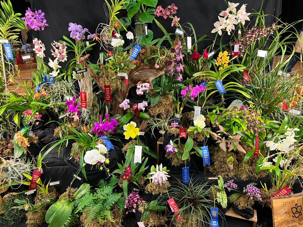 Orchid display with many fancy flowers of various colors