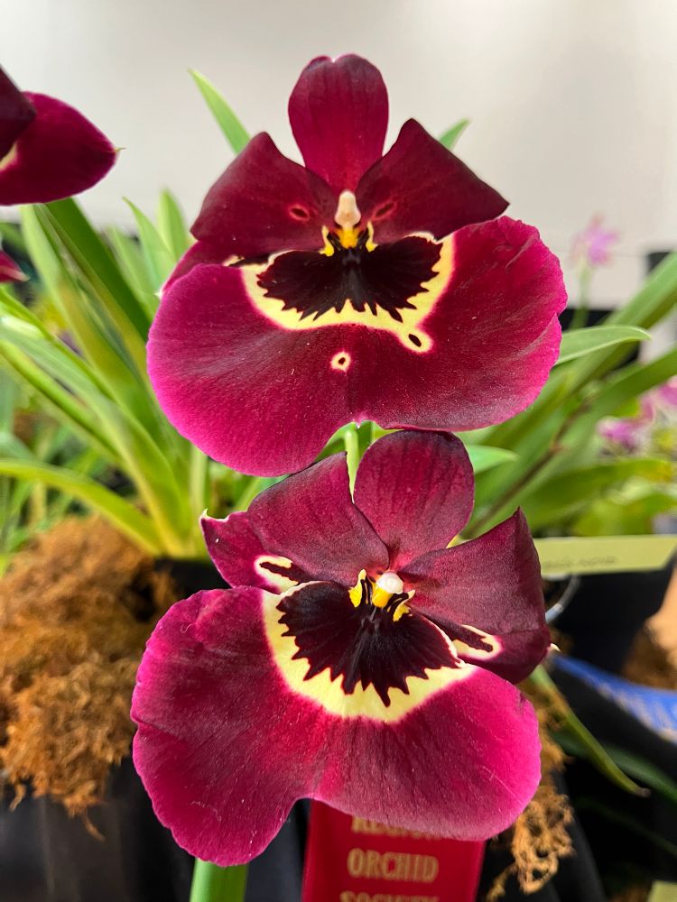 No name but one of the pansy type orchids, flat and maroon with cream and dark purple centers