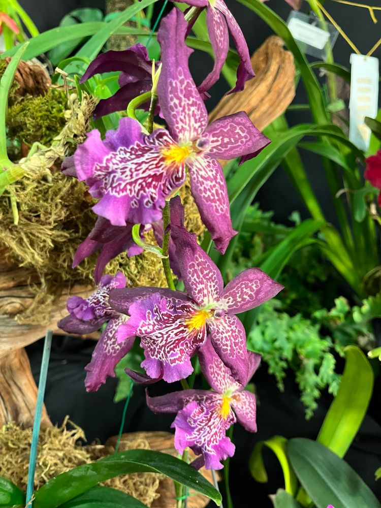 Purplish flowers with yellow centers and white reticulations