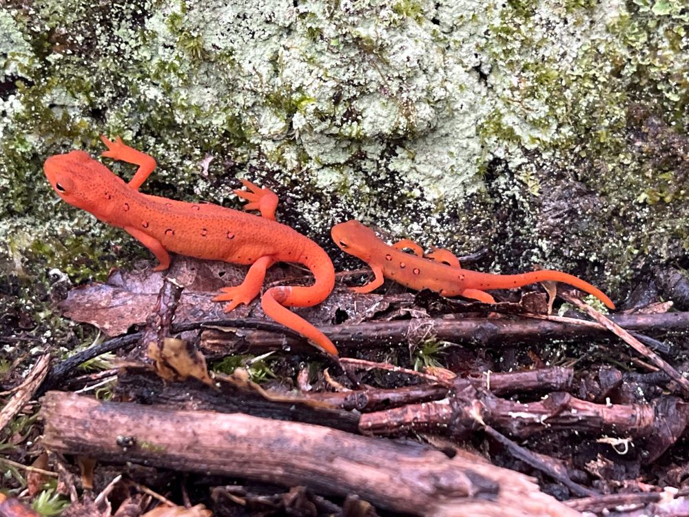 Two red efts, one large and one small, crawl across forest litter