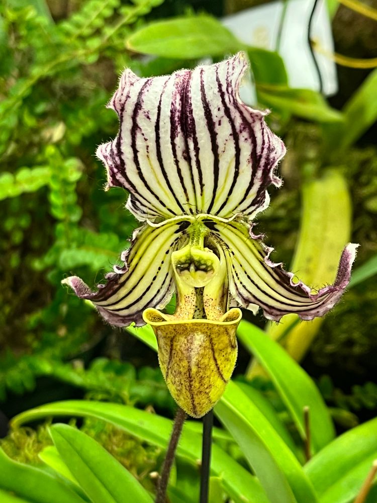 Paph. farianum