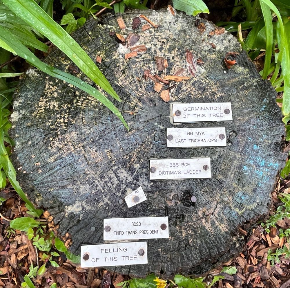 An old tree stumps with plates marking the age of various rings. The plates read from center out: germination of this tree. 66 million years ago: last triceratops. 385 BCE: Diotima’s ladder. [missing]. 3020: third trans president. Felling of this tree.