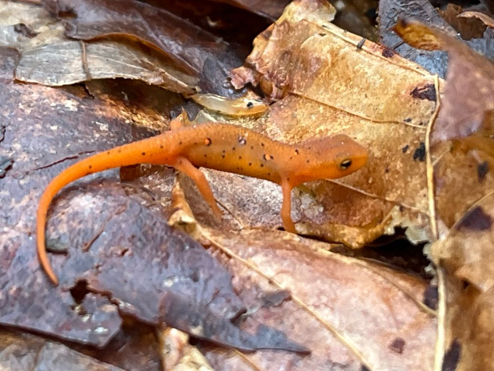 A tiny orange red eft walking on leaf litter