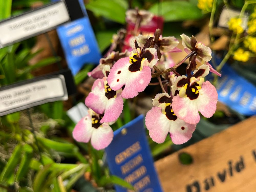 Tolumnia Jairak Firm ‘Pink Lady’. A wide pink and white lip with complex yellow, maroon and white patterning on the rest.