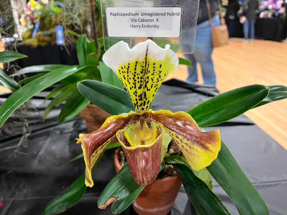 Paphiopedilum hybrid, glossy lady slipper flower with reddish and yellow and some darker spots and white fringe.