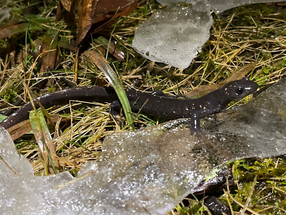 A gray Jeffersons Salamander crossing wet grass and ice 