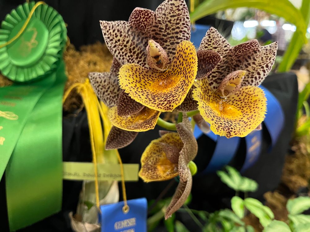 Forgot the name of this one. Yellowish flowers with dense fine dark purple spotting.