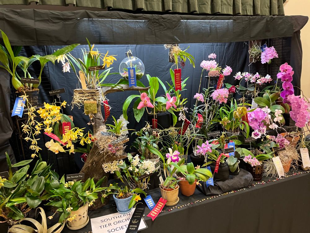 Orchid display with many fancy flowers of various colors