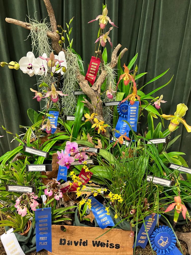 Orchid display with many fancy flowers of various colors