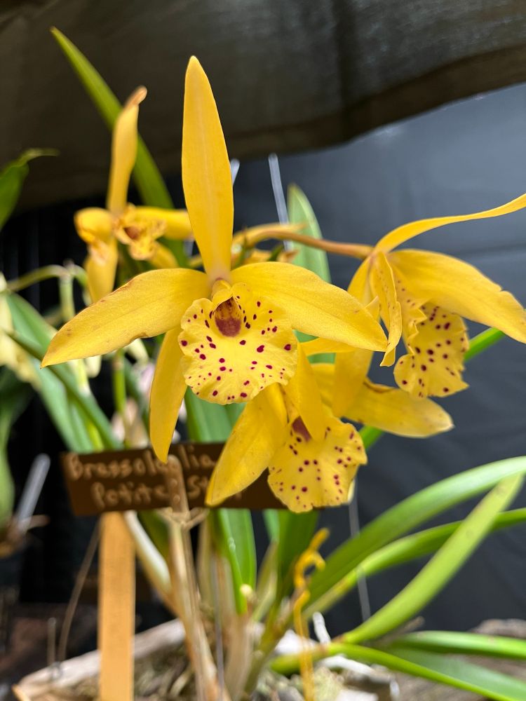Brassolaelia Petite Star. Yellow narrow petals and a broad yellow lip with small maroon spots.