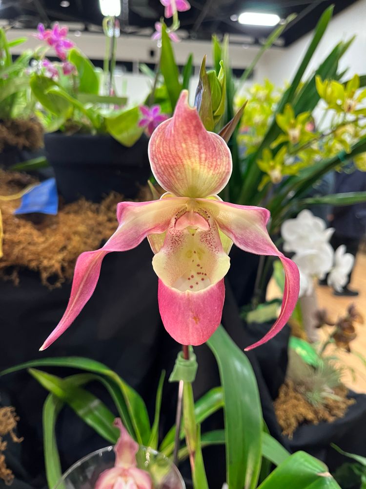 Phrag. Naukana Kealoha, a delicate pinkish lady slipper 