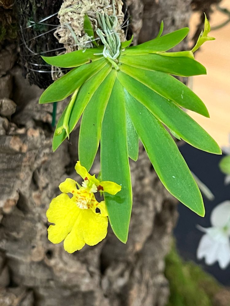 Psygmorchis pusilla. A miniature orchid with a leaf rosette mounted on bark and a yellow flower.