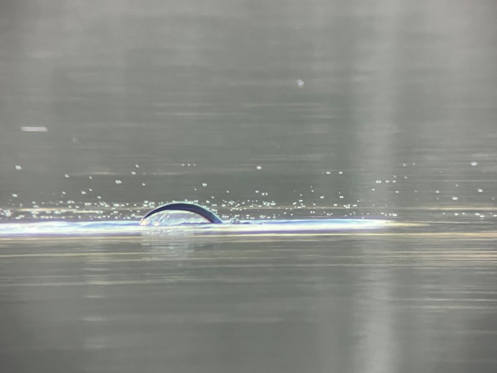 The tail of a diving otter flipping above the surface
