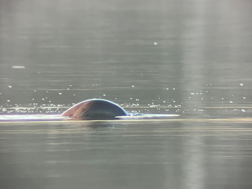 An otter arching its back in mid dive