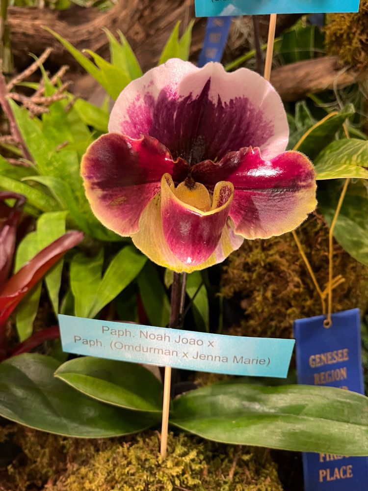 Paphiopedilum hybrid, glossy reddish with yellow and white fringing
