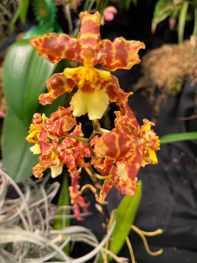 No name on this one. Crinkled orange and yellow flowers.