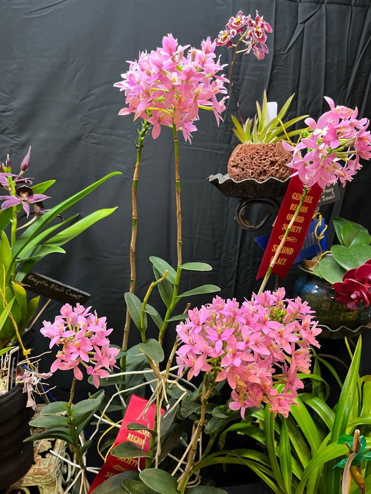 Epidendrum Miura Valley, sprays of many smaller pink flowers.