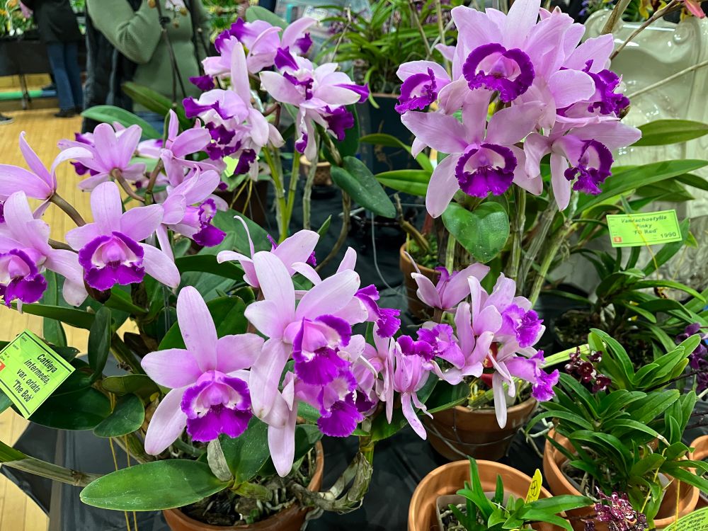 Cattleya intermedia var. orlata ‘The Bob’. A bright array of many light lavender and darker purple flowers.