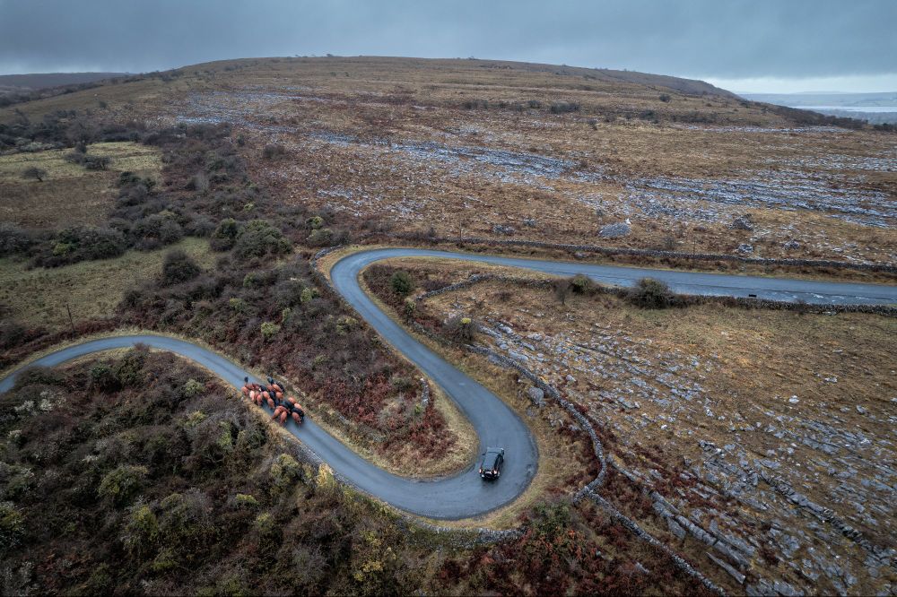 Cattle being herded to winterage pasture on the Burren hills.