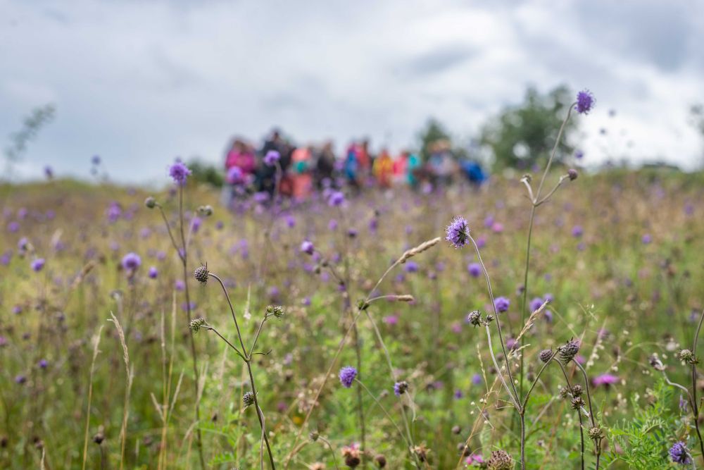 Wildflowers and group of people